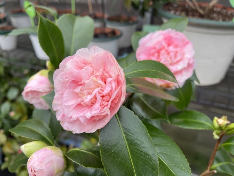 Prinz Albert 16. März 2026