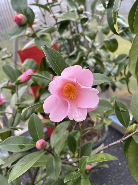 Da gmar Berghoff 16. März 2026