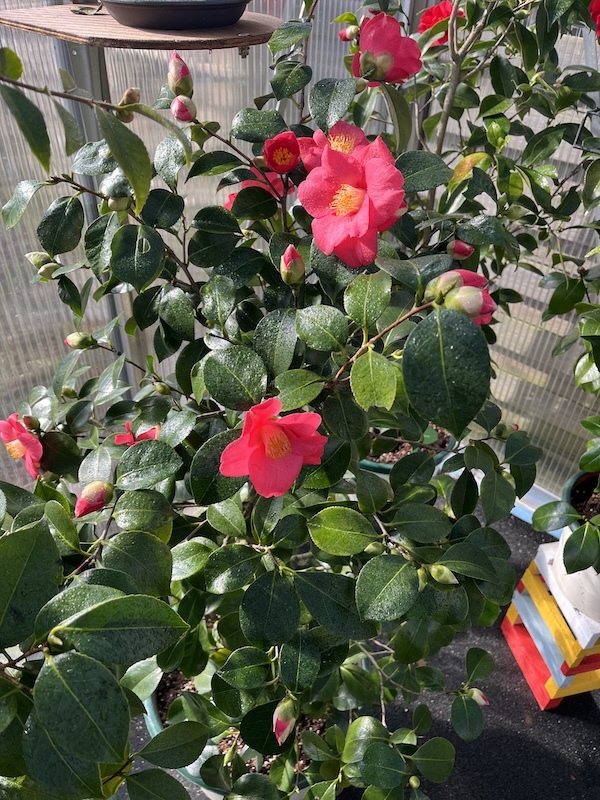 eigener Sämling Susanne