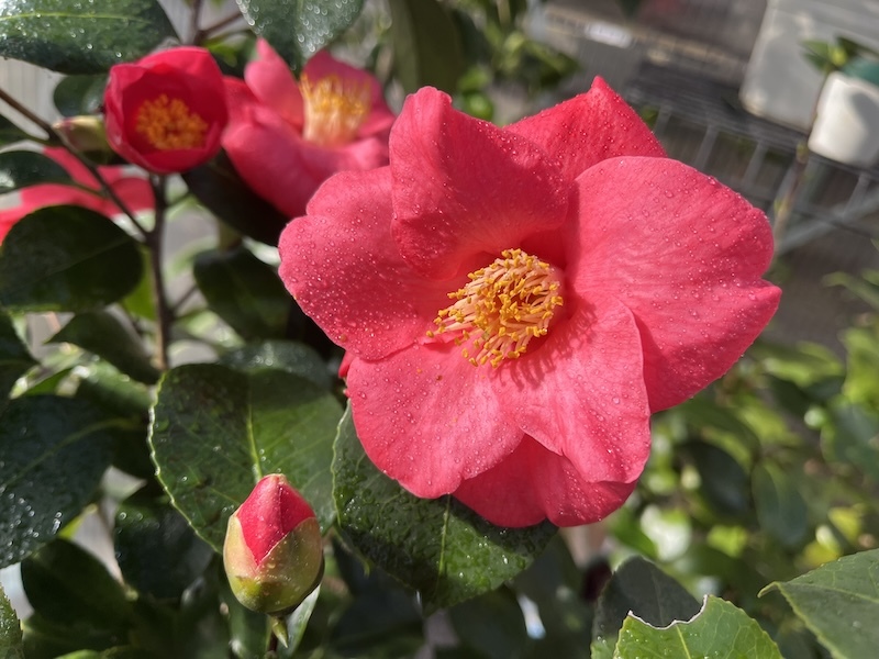 eigener Sämling Susanne