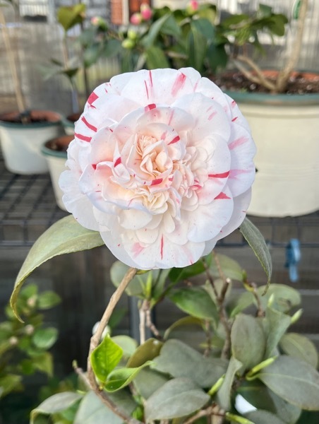 Patricia Short 18. März 2026