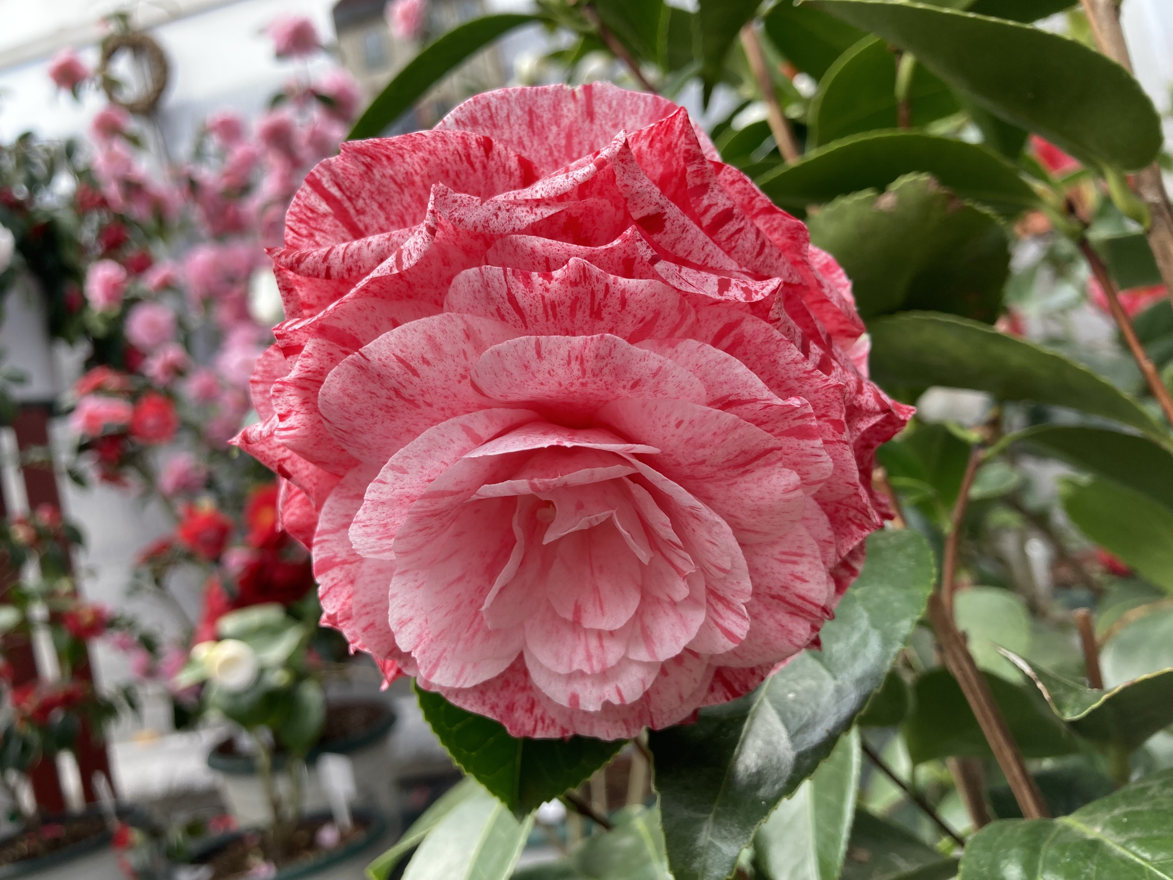 Campari am 05.04.2023