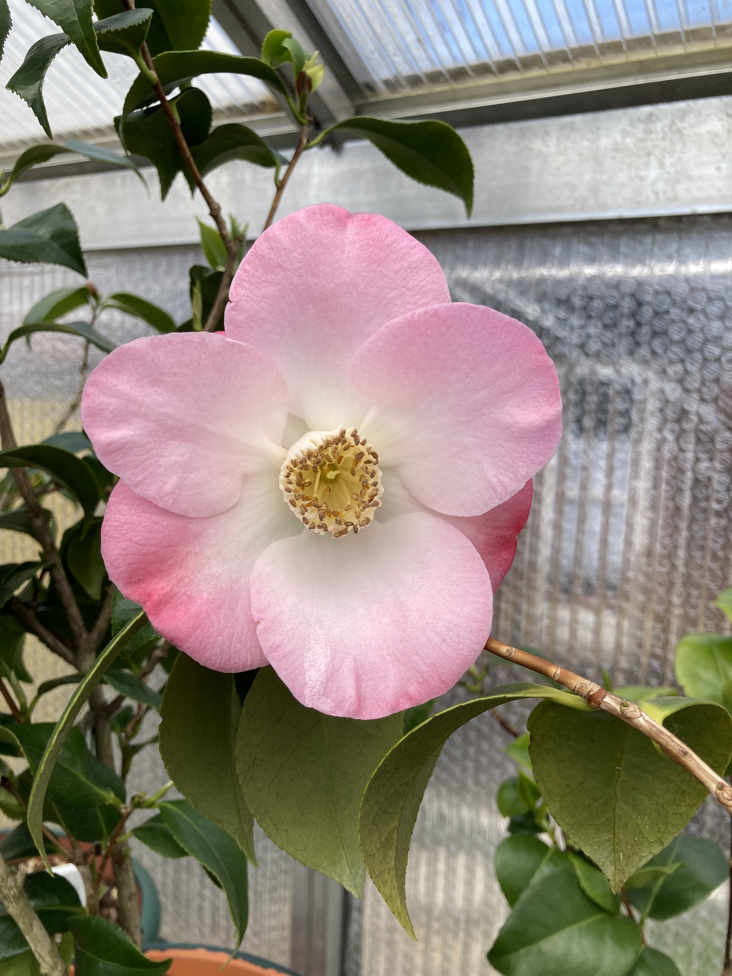 Loki Schmidt am 05.04.2023